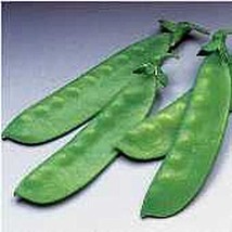 Oregon Sugar Pod II Snow Peas Seeds (20+ Seeds) | Non GMO | Vegetable Fruit Herb - $4.75