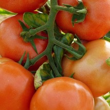 Marglobe Supreme Tomato Seeds 100 Ct Vegetable Garden US Seller Fast Shipping - £1.57 GBP