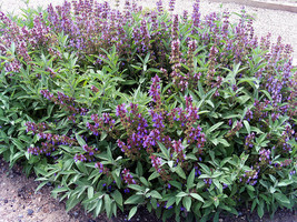 Rafhstore Sage Herb*100 Seeds * Broad Leaved * Culinary * Us Seeds - £6.59 GBP