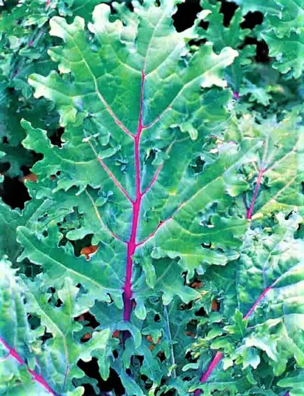 Red Russian Kale Seeds 200 Seeds Non-Gmo Fast Shipping - $7.99