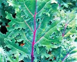 Red Russian Kale Seeds 200 Seeds Non-Gmo Fast Shipping - $7.99