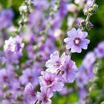 50 seeds, ROSE MALLOW (Bush Mallow) Hibiscus Lavatera Trimestris Flower,... - $5.00