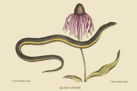 Glass Snake by Mark Catesby #2 - Art Print - £16.43 GBP+