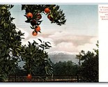 Oranges and Mountains State View California CA Agriculture UNP DB Postca... - $2.92