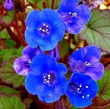 Desert Bluebell Seeds Phacelia Campanularia 100 Seeds - $6.89