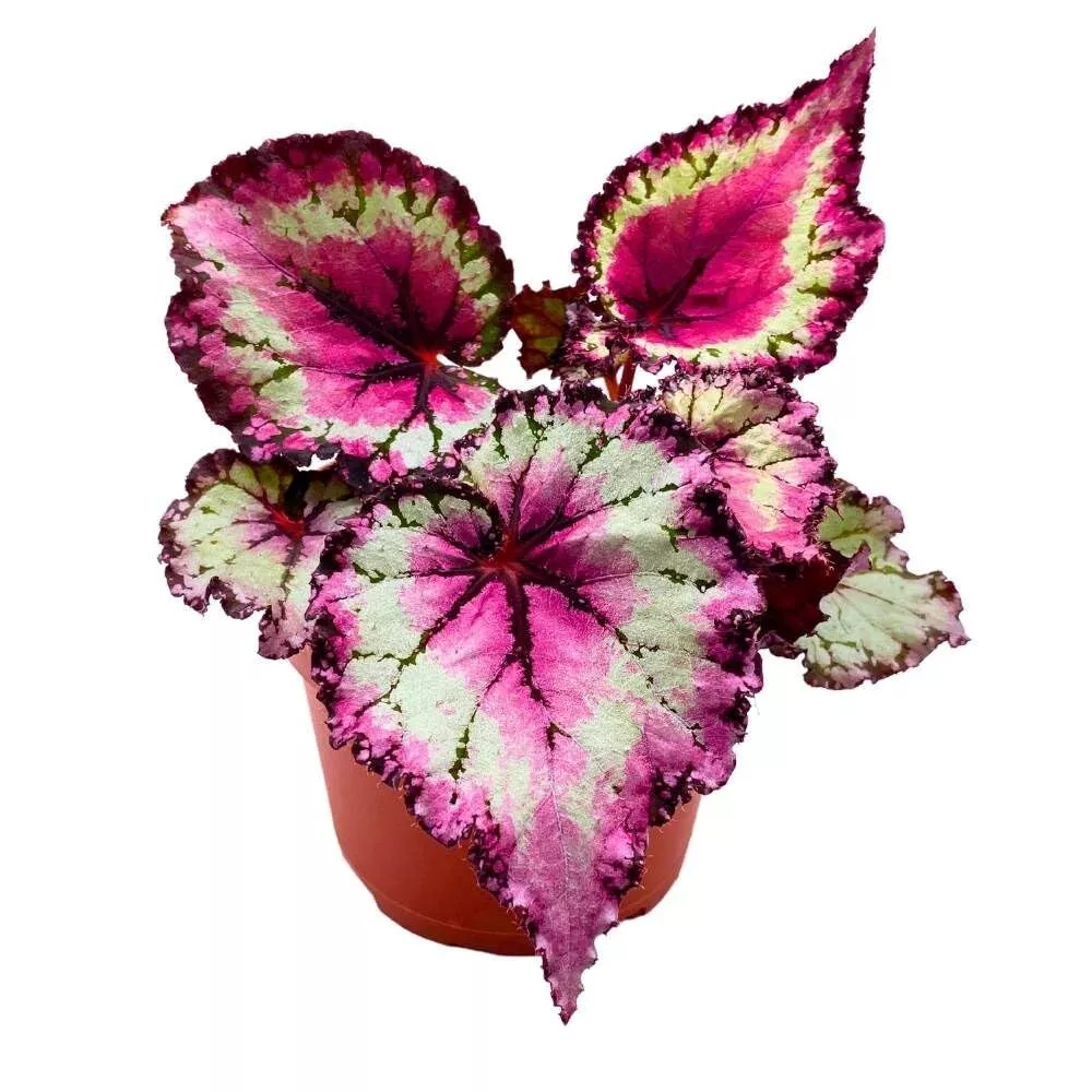 Raspberry Beret 6 in Begonia Rex Pink Center Pink Band and Tail - £49.33 GBP