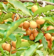 Lemon Drop (Garcinia Intermedia) Living Fruit Tree Exotic 5”-10” - £69.24 GBP