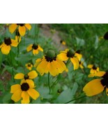 Clasping Coneflower Seeds Dracopis Amplexicaulis Claspingleaf - $150.40 MXN