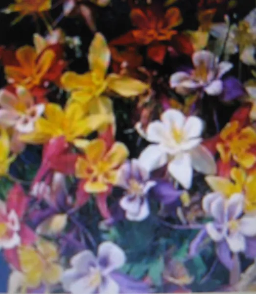 Columbine Mckansas Giant 30 Inches Tall Multicolored Blooms - £5.84 GBP