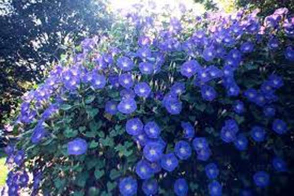 MORNING GLORY SEED, HEAVENLY BLUE, 20+ SEEDS, ORGANIC,CRISP BLUE MORNING GLORIES