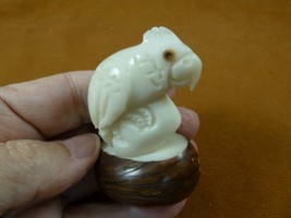 (TNE-BIR-CO-446a) little white Cockatoo pet crested bird TAGUA NUT figurine - $40.19