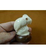 (TNE-BIR-CO-446a) little white Cockatoo pet crested bird TAGUA NUT figurine - $743.83 MXN