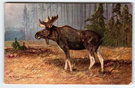 Black Moose In Woods Signed Muller Germany Wildlife Animals 1907 HKM Series 406 - £17.55 GBP