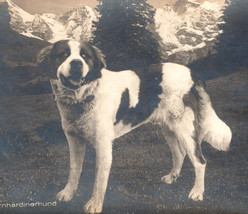 Saint St Bernard Dog Antique Real Photo Postcard RPPC Vintage - £5.01 GBP