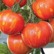 Organic Tigerella Tomato Plant Seeds - £5.58 GBP