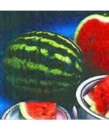 HeirloomSupplySuccess 10 Heirloom AU-Producer Watermelon seeds  - £3.13 GBP