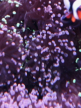 Live frogspawn coral frag single head   - £39.90 GBP