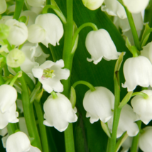 Lily of The Valley Flowers - 10 Seeds - $9.56