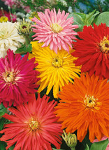 1000 Seeds Zinnia Cactus Mix Flower Garden - £19.98 GBP