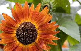 VP 25 Indian Blanket Sunflower Helianthus Annuus Flower Seeds *  - £3.47 GBP