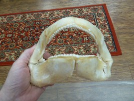 (sj275-50-9) 8&quot; Tawny Nurse SHARK jaw species carpet sharks I love jaws teeth - £107.61 GBP