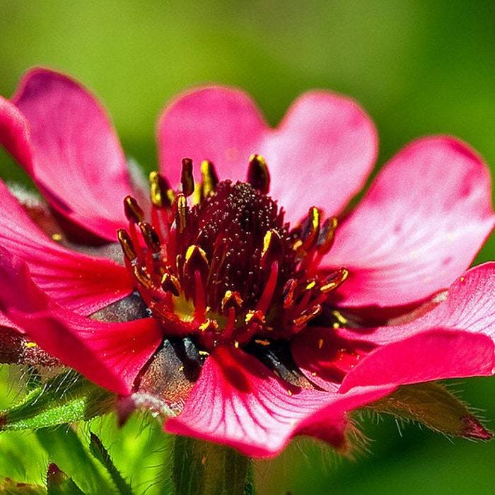 Potentilla Nepalensis Ron Mcbeath Seed Fresh Fast Shipping - $11.48