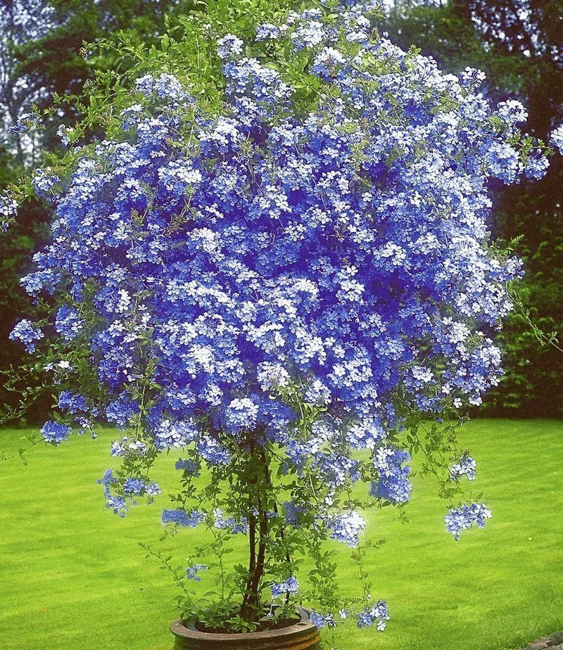 Plumbago Auriculata Bonsai Exotic Perennial Flowers Bonsai, 100 PCS SEEDS D - $266.52 MXN