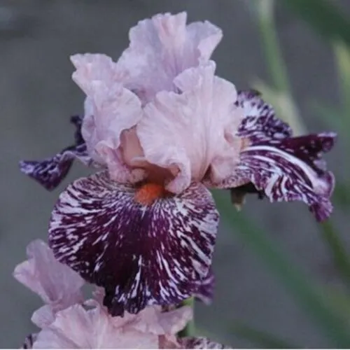 Multi-Varieties Iris Seeds, Heirloom Iris, 25 Seeds Garden - $10.98