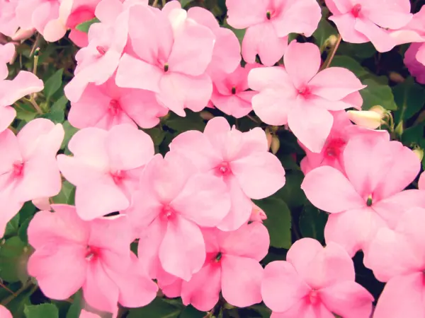 50 Dwarf Pink Impatiens Walleriana Sun Or Full Shade Flower Seeds Ping Fresh - £7.99 GBP