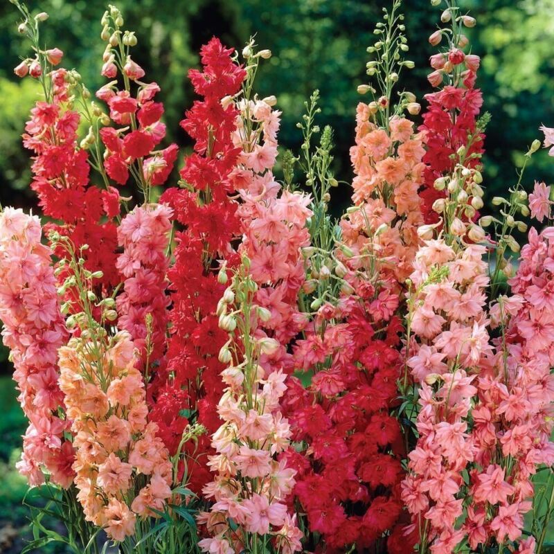 HGBO 50 Seeds Red Arrow Mix Delphinium Seeds Perennial Garden Flower Seed Flower - £7.07 GBP