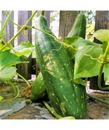 SML 30 White Fir Seeds For Planting Abies Concolor Bulk Seeds - $346.63 MXN