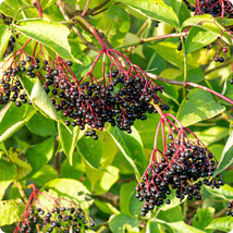 50 American Black Elderberry Tree Seeds For Planting Fresh Seeds - £15.70 GBP