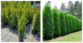 NEW! Emerald Green Arborvitae Tree ( Thuja ) - Live Plant - ( 2.5 QT ) - £55.03 GBP
