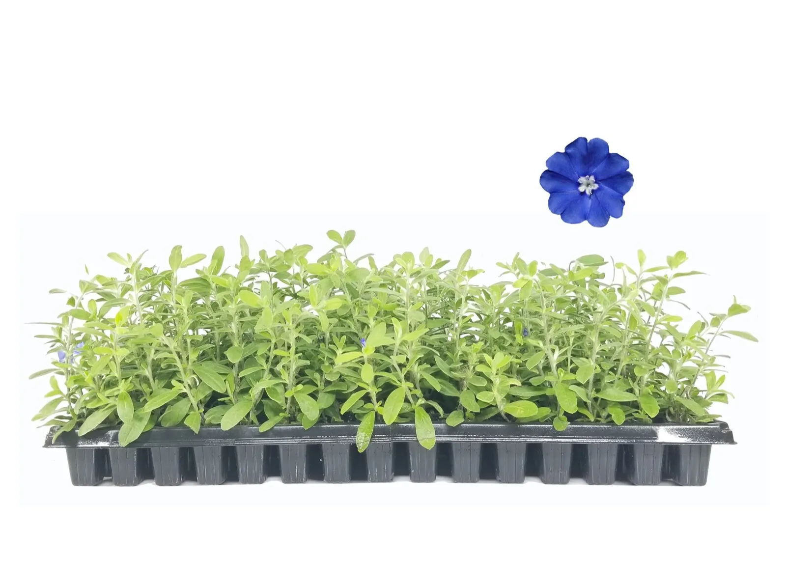 Blue Daze Live Plants Evolvulus Glomerata Care-Free Flowering Groundcover - £32.07 GBP