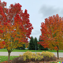 Fresh 30 Sugar Maple Tree Seeds Acer Saccarum Fall Color Edible Maple Syrup Sour - £7.72 GBP