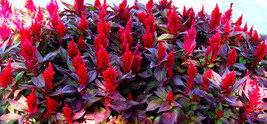 Fresh Seeds Forest Fire Scarlet Celosia Seeds 30 Seeds - $20.96