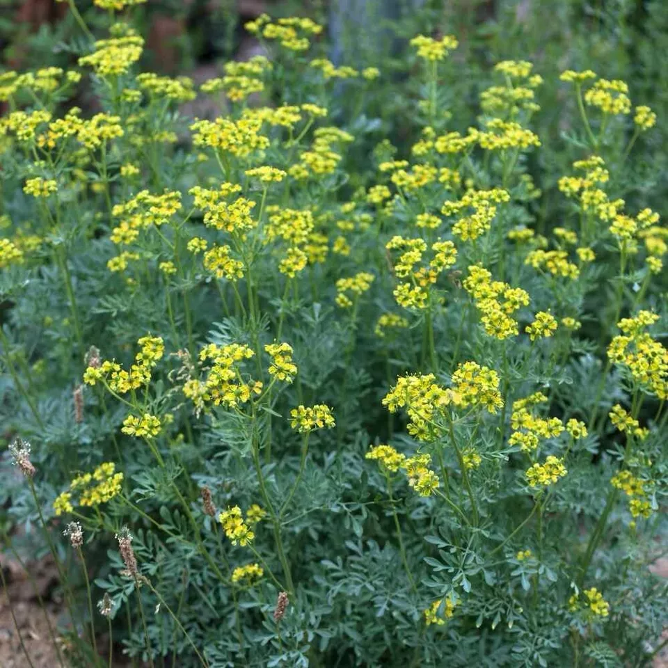 LWS Rue Ruta Graveolens Medicinal Herb Garden Planting 100 Seeds Fast Shipping  - $9.00