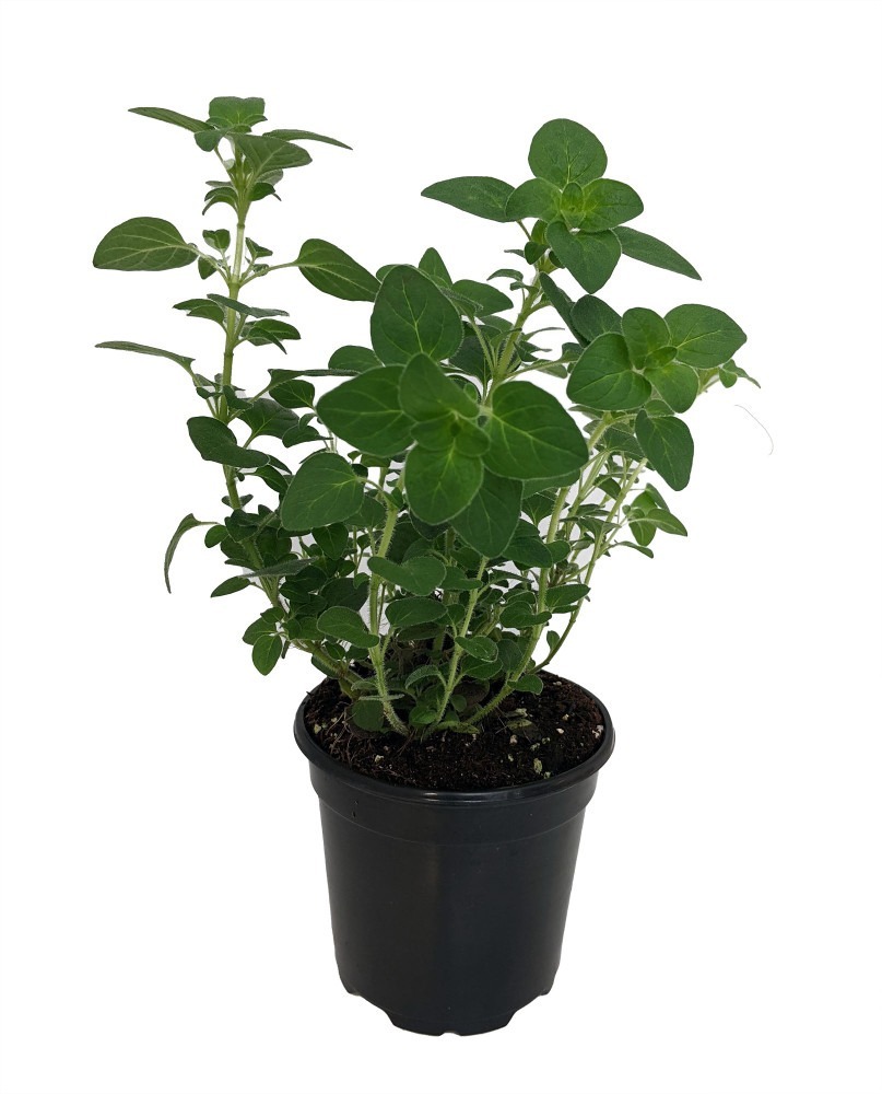 Oregano Herb Plant  4&quot; Pot Organum Live Plant - $28.99