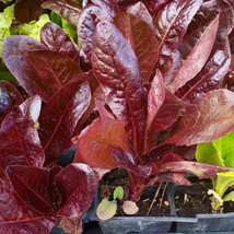 Grow 800 Super Red Romaine Lettuce Seeds Fresh Harvest For 2024 Gardens - £6.81 GBP