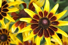 Thjar New 30+ Denver Daisy Rudbeckia Flower Seeds / Perennial - £5.52 GBP