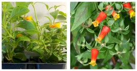 Lot Of 2 Starter Plants Manettia Candy Corn Vine - £28.70 GBP