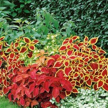 Coleus Seeds Wizard Flower Seed Mix Shade Garden Plants 400 Seeds Fresh USA Fast - $18.99