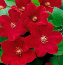 25 Pc Seeds Bright Red Clematis Flower, Perennial Clematis Seeds for Planting RK - £12.61 GBP