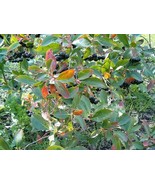 VCS Black Seeded Chokeberry 20 100 Seeds Aronia Melanocarpa Jam Jelly Te... - $256.33 MXN