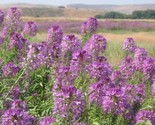 100 Seeds Rocky Mountain Bee Plant Seeds Native Wildflower Flower Garden... - £7.20 GBP