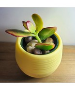 Jade Succulent in Yellow Self-Watering Pot, Live Plant Hummel&#39;s Sunset C... - £8.78 GBP