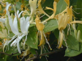 Lonicera japonica plant (Japanese honeysuckle), well established 1-2 year old - £11.69 GBP