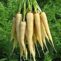 Lunar White Carrot Heirloom Seeds Crisp Roots Specialty Carrots Non-Gmo USA SELL - £9.49 GBP