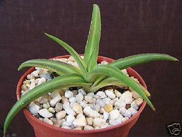Agave Nizandensis, rare succulent plant cactus aloe exotic collection cacti 4" - $18.99