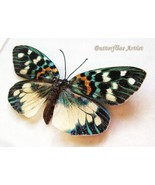 Real Metallic Green Erasmia Pulchera Day Flying Moth Framed Entomology S... - $62.99